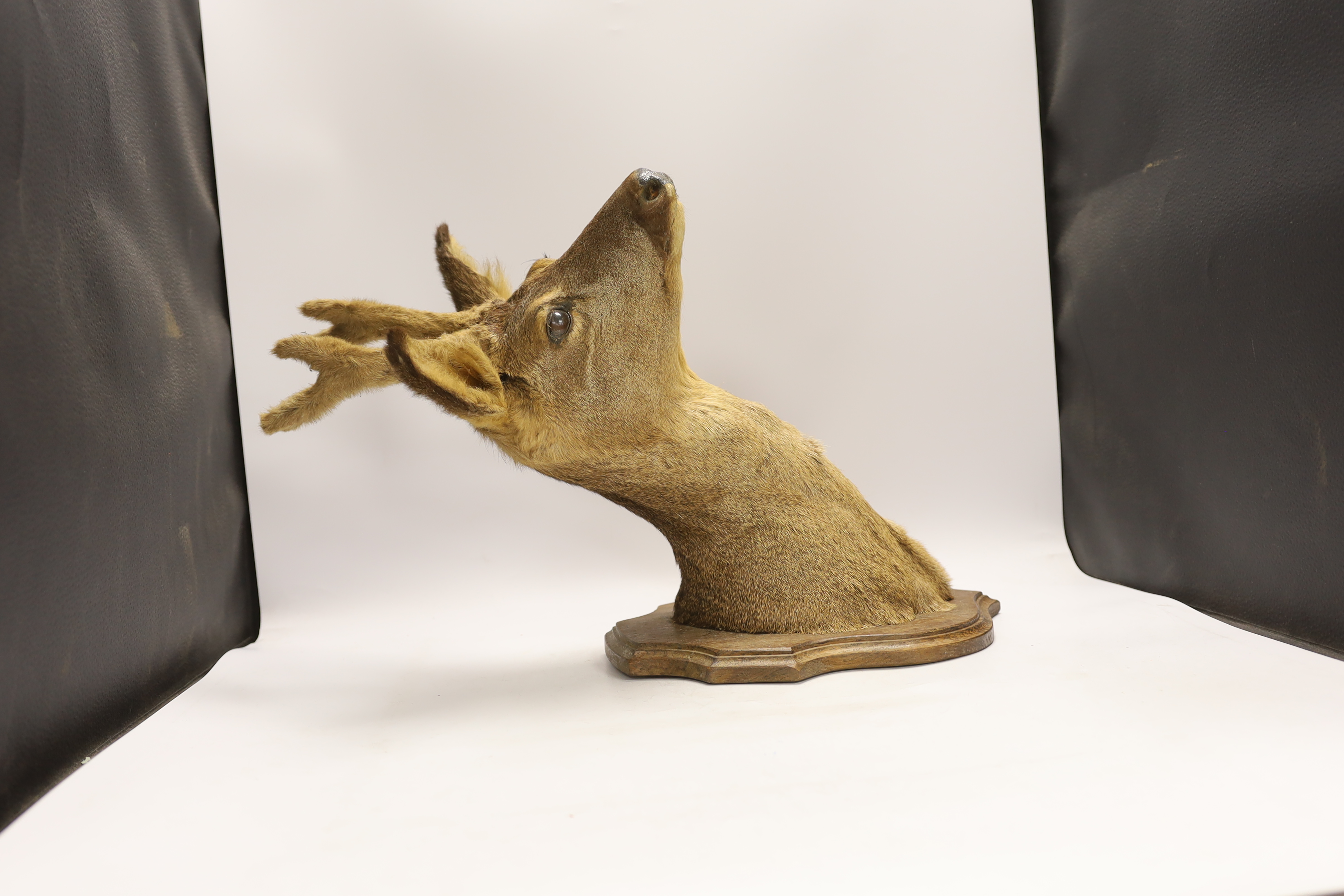A taxidermy deer's head